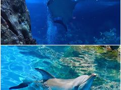 -珠海长隆海洋王国