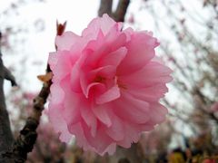 -天适樱花悠乐园