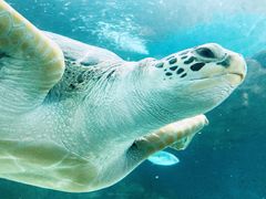 -上海海洋水族馆