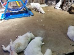 -芜湖新华联大白鲸海洋公园