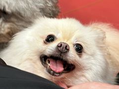 -和它·交个朋友·狗咖猫咖(爱琴海店)