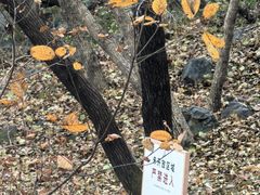 -阳台山自然风景区