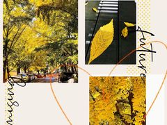 -三里屯东五街银杏大道