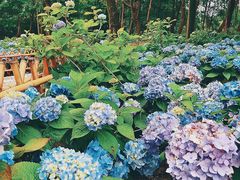 -上海共青森林公园