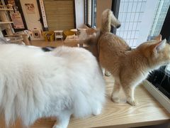 -有喵·猫咖·狗咖·30几只猫10只小狗(岗厦店)