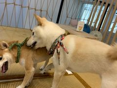 -柴迷FANS CLUB·柴犬狗咖·猫咖