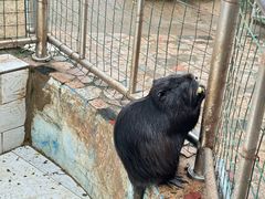 -合肥野生动物园