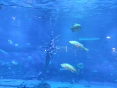 -烟台海昌鲸鲨海洋公园