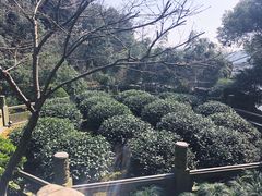 -十八棵（老龙井）御茶园(老龙井店)
