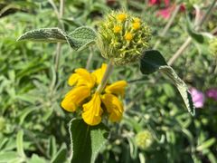 -上海植物园-4号门售票处