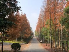 -上海长兴岛郊野公园