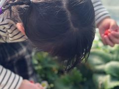 -胜丰草莓采摘园