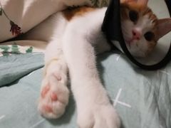 -灵美宠物诊所