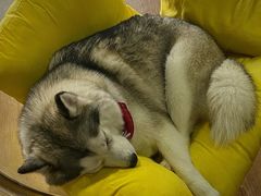 -Husky Go! 哈士奇体验馆·宠物咖啡厅狗咖