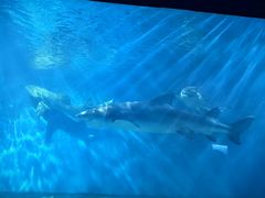 -北戴河圣蓝海洋公园