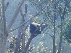 -卧龙中华大熊猫苑神树坪基地