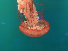 -北京海洋馆