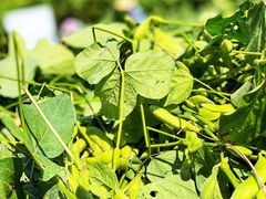 -重元寺香积厨素斋馆