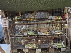 -樂桃源奉贤黄桃种植采摘基地