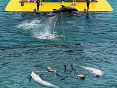 -秦皇岛乐岛海洋王国