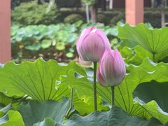 -陈家山荷花公园