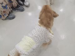 -共舞时光猫咖·狗咖(新街口店)