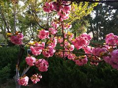 -西安青龙寺遗址景区