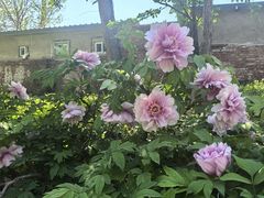 -国家植物园南园