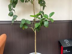 -沏点Trattoria意大利餐厅(新街口店)
