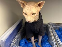 -喵园·猫主题咖啡厅·撸猫·猫咖(国贸店)