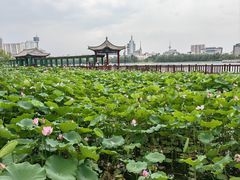 -莲花池公园