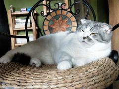 -猫猫幼稚园·撸猫·桌游·电玩