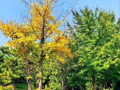 -北京西山国家森林公园