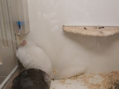 -龙猫仔乐园(惠福东路店)