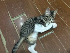 -爱佳宠物中心医院24H·CT·骨外科·猫专科(瑶海万达店)