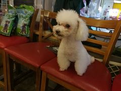 -more than meow吴止猫主题餐厅(承德 中船汇店)