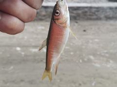 -白河湾生态旅游一条川