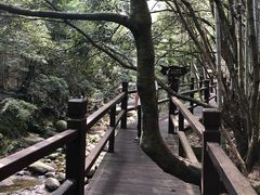 -祁门牯牛降观音堂风景区