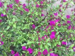 -金科花卉市场