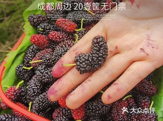 成都周边 | 错过草莓樱桃 那就摘桑葚