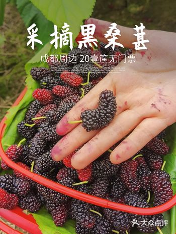 成都周边 | 错过草莓樱桃 那就摘桑葚