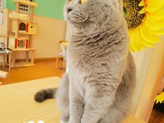 -绒爪撸猫下午茶·猫咖