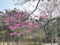 -丹樱生态园
