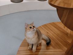 -飞行喵MR PILOT|猫舍·猫咖(静安大融城店)