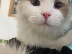 -艾贝尔宠物诊疗