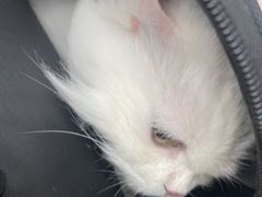 -Pets First伊珊娜洗护·精致美容·家庭式寄养(新会路店)