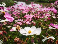 -花开海上生态园