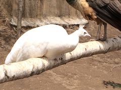 -哈尔滨北方森林动物园