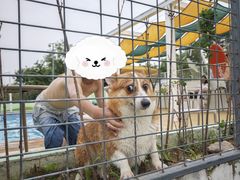 -爪吧宠物乐园·宠物泳池(温榆河示范区店)