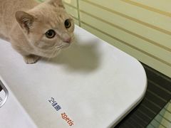 -派特宠物医院(圆融广场店)